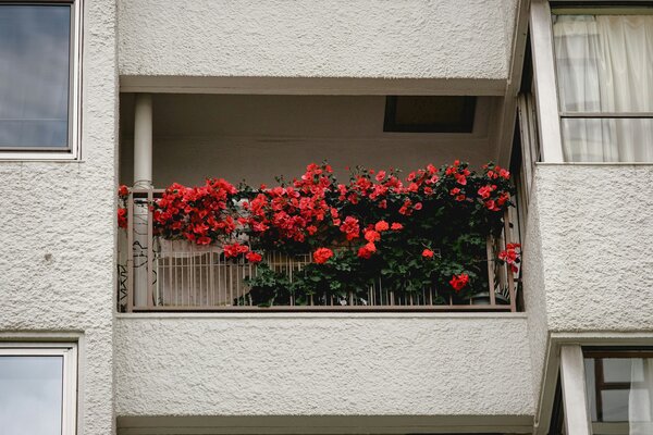 Ein Balkon voller roter Blumen, die für einen lebendigen und farbenfrohen Anblick sorgen.